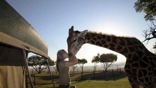 Animal training