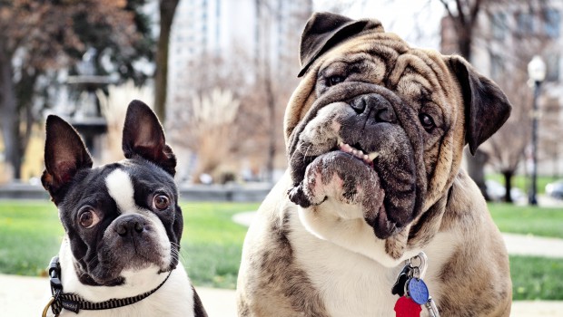 Are dog kennels cruel?