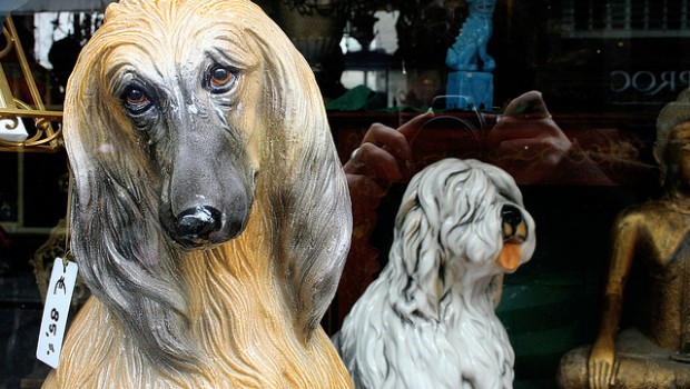Cognitive Bias in Animals