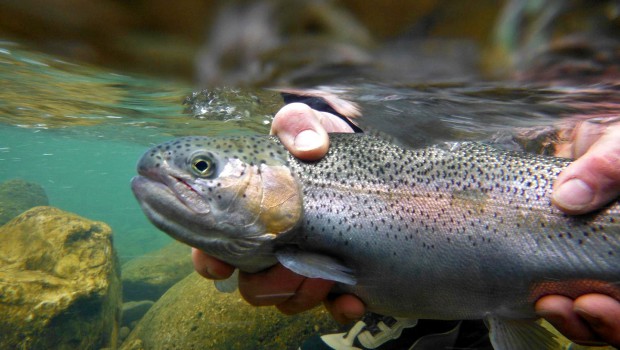 Do fish feel pain?