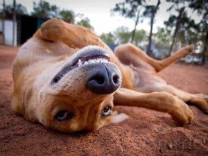 Aboriginal dog