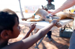 Dogs in aboriginal indigenous communities