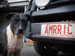 Dogs in aboriginal indigenous communities