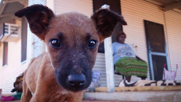 Dogs in Aboriginal communities