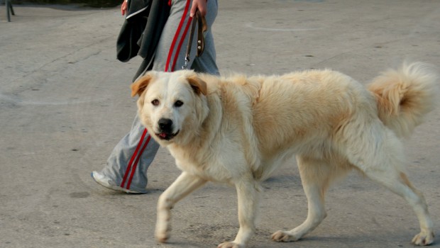 Dog walking benefits with Dr Carri Westgarth Dr Hayley Christian