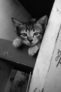 Free roaming cat laws Australia