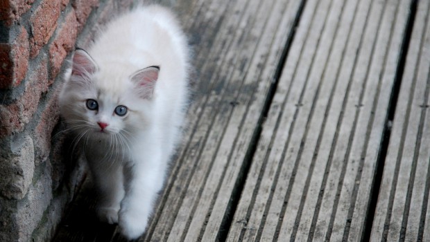 Free Roaming Cats Part 2