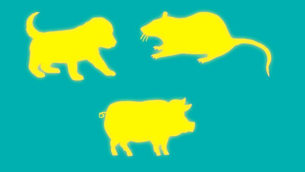Hal Herzog animals culture and us