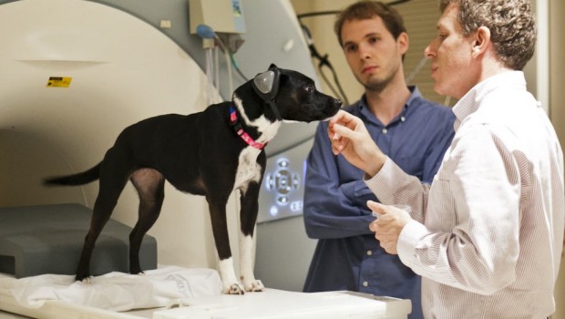 How do dogs think?
