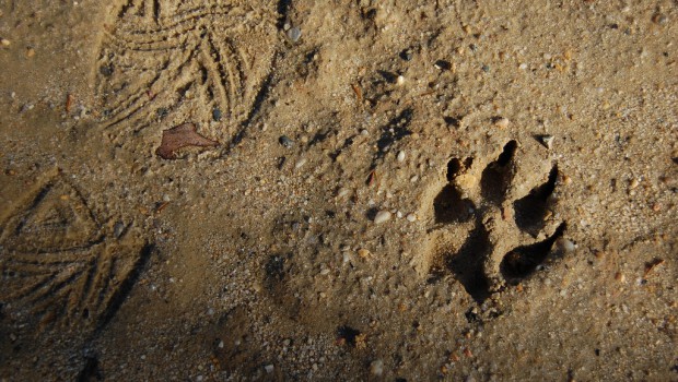 International Association of Human Animal Interaction Organisations and the International Society of Anthrozoology