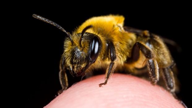 The importance of bees