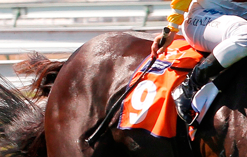 Why are whips used in horse racing?