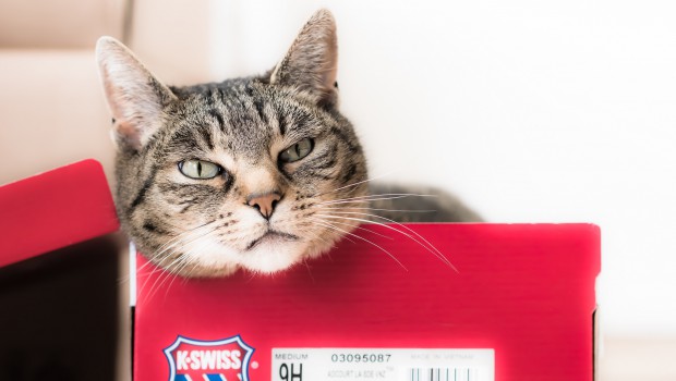 Why cats like boxes
