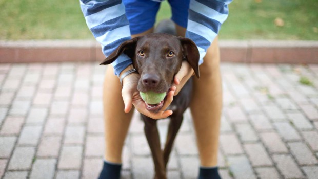 Animal assisted play therapy