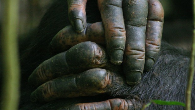 How chimpanzees communicate