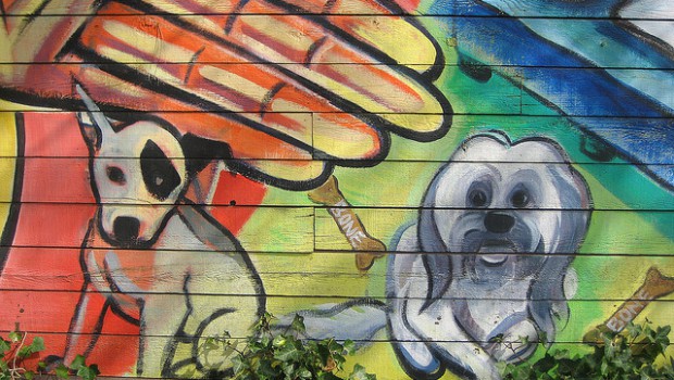 shelter dog rehoming assessments