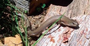She-oak Skink in Tasmania