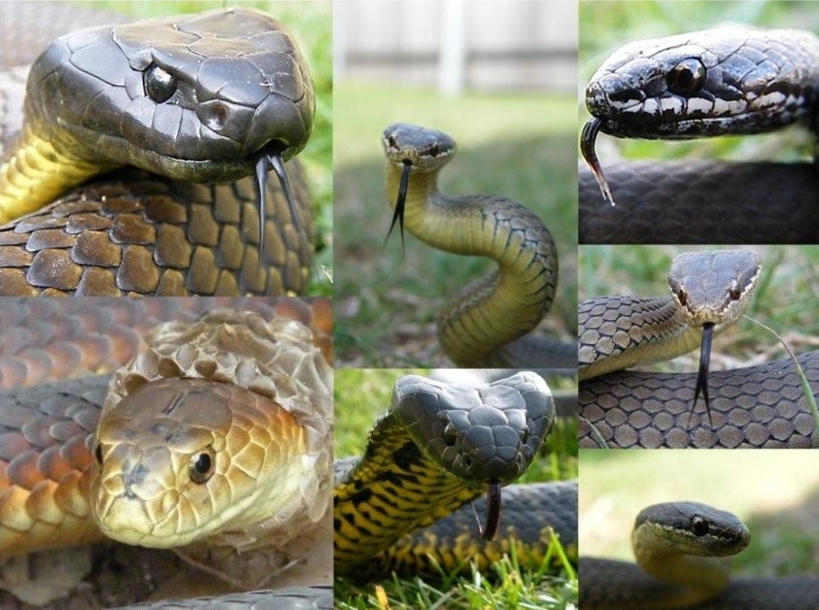 Snakes of Tasmania