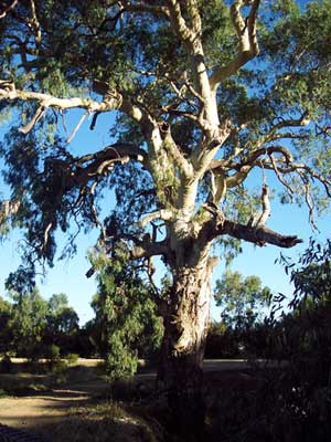 BAT HABITAT – EUCALYPTUS CAMALDULENSIS