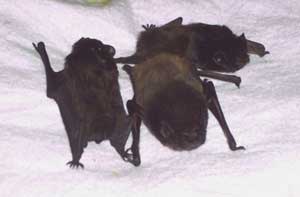 CHALINOLOBUS GOULDII – GOULD’S WATTLED BAT MUM AND PUPS