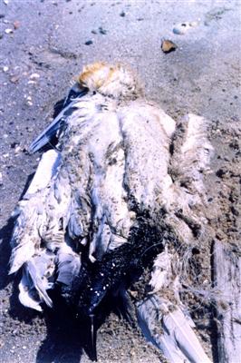 The danger of fishing line to wildlife