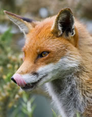 Red fox in Australia - threat to wildlife and sea turtles