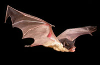 SACCOLAIMUS FLAVIVENTRIS – YELLOW-BELLIED SHEATH-TAIL BAT. COURTESY OF TERRY REARDON. THIS IS ONE SPECIAL BAT THAT HUMANS CAN HEAR THEIR CALLS!