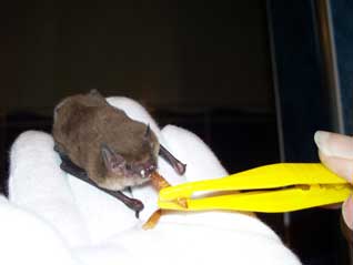SCOTOREPENS BALSTONI – WESTERN BROAD-NOSED BAT FROM BOLLIVAR