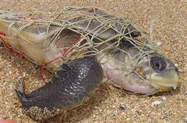 A sea turtle in a ghost net