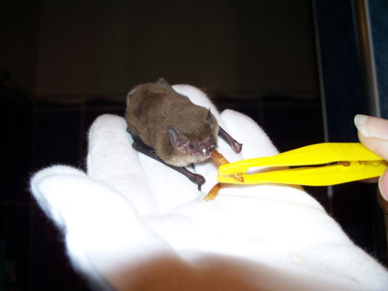 Microbats Australia