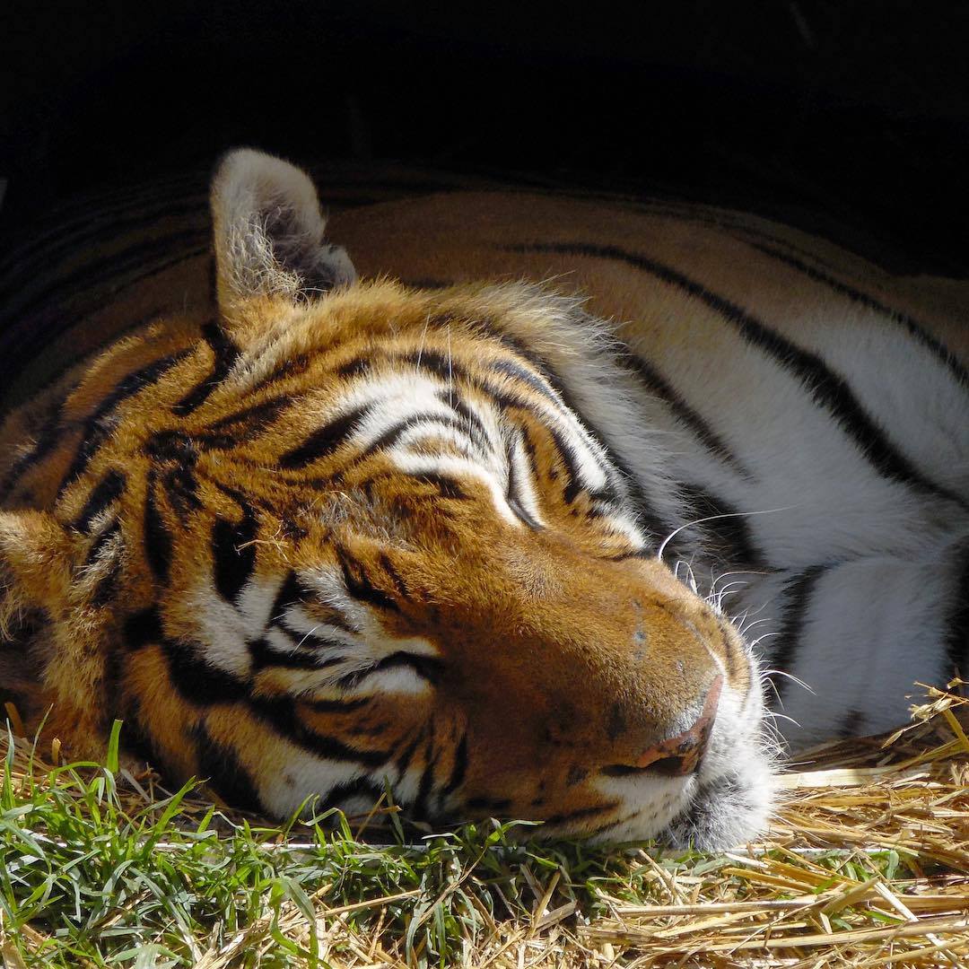 Interesting facts about animal sleep