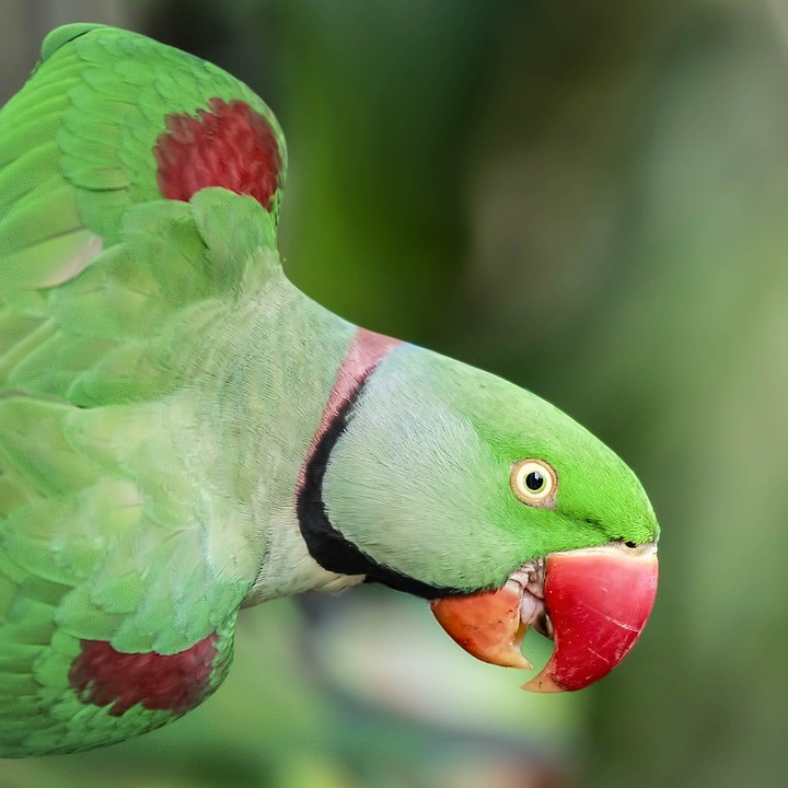 Alexandrine Parrots