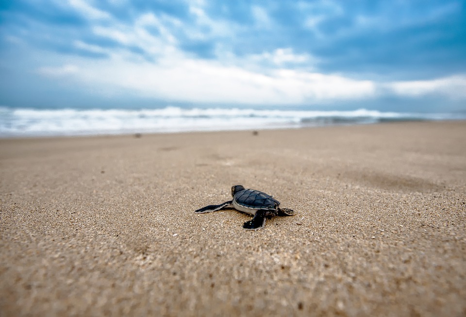Do turtles make good pets?