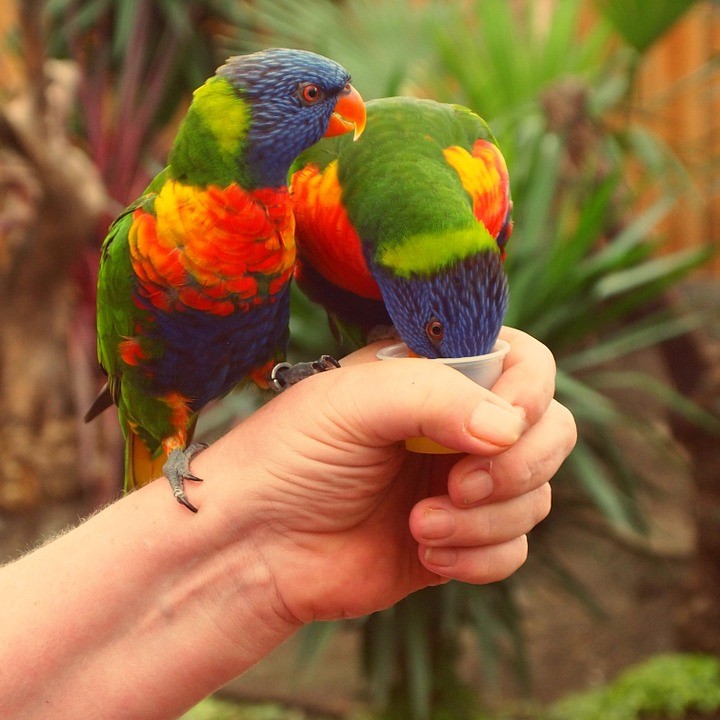 Rainbow Lorikeets - Pet or Pest?
