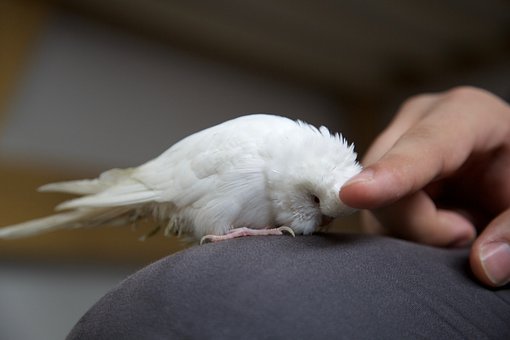 Top 5 Best Parrots for Beginners in Australia