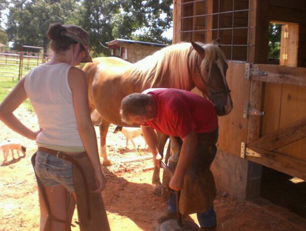 How Often Do Horses Need Shoeing?